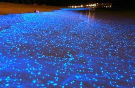 Menakjubkan! Ada Fenomena Milky Sea di Laut Selatan Jawa 