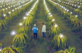 Electrifying Agriculture Berhasil Tingkatkan Hasil Panen Buah Naga di Aceh