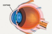 5 Tips Mudah Meningkatkan Penglihatan Mata