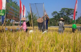 Pertanian Jadi Kunci Pemulihan Ekonomi Bali dan Nusa Tenggara
