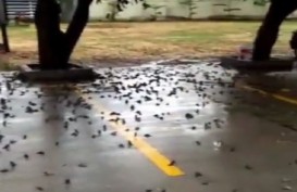 Fenomena Ratusan Burung Pipit Mati Mendadak di Sejumlah Daerah, Ini Faktanya