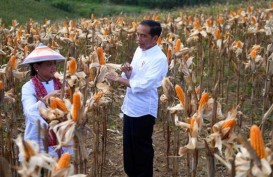Jokowi Intruksikan Kapolri Selidiki Mafia Penimbun Jagung