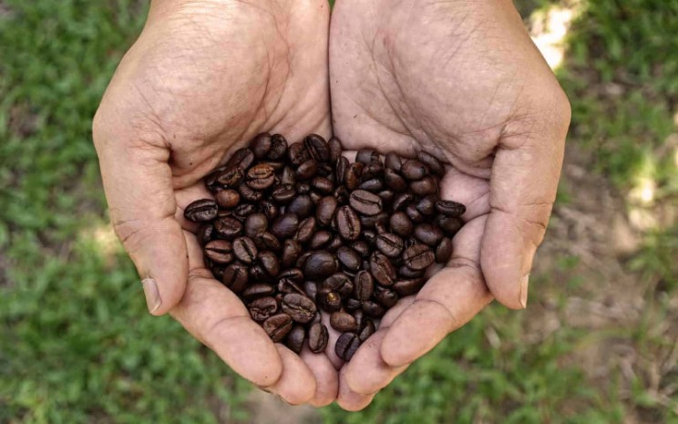 Biji kopi. - roastycoffee.com