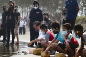 Jokowi Lepasliarkan 1.500 Tukik di Pantai Kemiren…