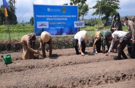 Petani Bawang Merah di Bayan Lombok Utara Beralih ke Sistem Organik