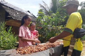 Kabar Gembira Buat Petani Kakao, Harga Naik Mencapai…