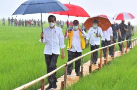Food Estate di Sumba Tengah Mencapai 10.000 Hektare,…
