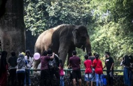 Hore! Taman Margasatwa Ragunan Sudah Kembali Dibuka Sabtu Ini