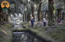 Nusantara Sawit Sejahtera Matangkan Rencana IPO pada 2021