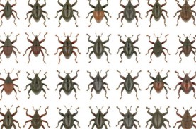 Peneliti BRIN Temukan 28 Kumbang Moncong Jenis Baru…