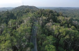 Apa itu Deforestasi? Ini Penyebab, Dampak dan Pencegahan