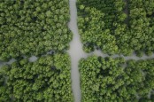 Jatim Targetkan Pemulihan Hutan Mangrove 34.000 Hektare