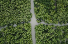 Jatim Targetkan Pemulihan Hutan Mangrove 34.000 Hektare