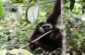 CAGAR ALAM : Menyelamatkan Keragaman Primata