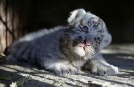 CAGAR ALAM : Menjaga Habitat Harimau