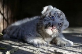 CAGAR ALAM : Menjaga Habitat Harimau