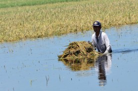Puluhan Hektare Sawah di Dua Kecamatan Cianjur Terendam…