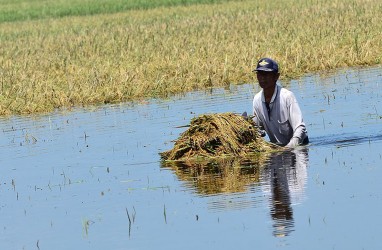 Puluhan Hektare Sawah di Dua Kecamatan Cianjur Terendam Banjir