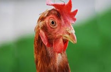 Jengger Ayam, Makanan Favorit di Prancis dan Italia