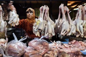 Harga Daging Ayam di Kota Semarang Masih Naik Turun