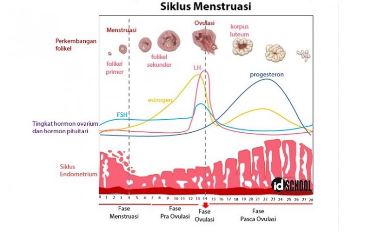 Ilustrasi empat fase menstruasi - ID School 