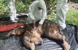 Kasus Bayi Gajah Mati Akibat Jerat Kembali Terulang, Bukti Konservasi di Aceh Gagal