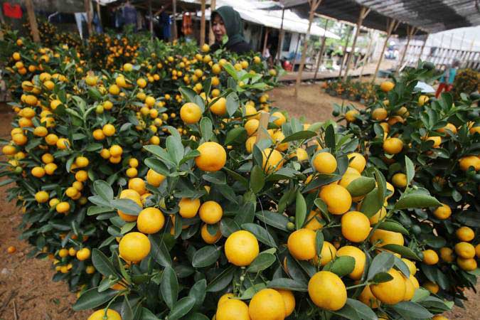Pedagang memeriksa pohon jeruk imlek yang dijual di kawasan Meruya Utara, Jakarta, Selasa (29/1/2019). - ANTARA/Rivan Awal Lingga