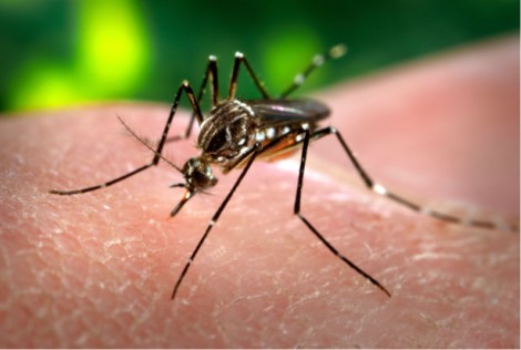 Ilustrasi-nyamuk demam berdarah - Foxnews