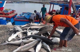 Tangkapan Hiu Nelayan Aceh Timur Hanya 700 Kilogram
