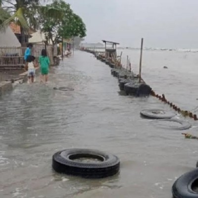 7800 Ikan Air Laut Karawang HD