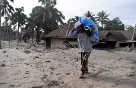 Ribuan Hektare Pertanaman Kopi Terdampak Bencana Semeru
