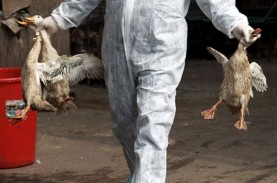 Ditemukan Satu Kasus Flu Burung pada Manusia di China