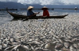 Ratusan Ton Ikan di Danau Maninjau Mati