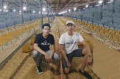 Aplikasi Smart Farm Ini Bantu Peternakan Ayam Broiler Lebih Efisien