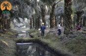 IPO Rp2 Triliun pada 2022, Nusantara Sawit Bakal Tambah Produksi
