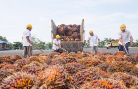 Produksi Naik, Biaya Turun, Holding Perkebunan Untung Sepanjang Tahun