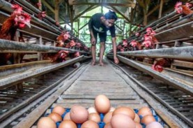 Nasib Emiten Unggas Kala Harga Telur Meroket dan Jagung…