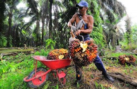 Apkasindo: Masa Depan Sawit Indonesia di Tangan Perkebunan Rakyat