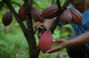 Biji Kakao Jembrana Laris Manis di Pasar Eropa, Jepang, dan AS