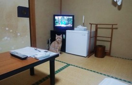 Unik, Penginapan Tradisional Jepang Ini Sediakan Kucing untuk Temani para Tamu