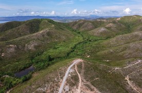 NTB Targetkan Penanaman 15.000 Hektare Kayu Putih…
