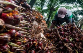 Naik Tipis, Pekan Ini Sawit Riau Dijual Rp3.179,57 per Kg