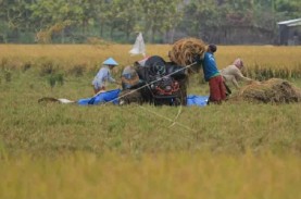 Nilai Tukar Petani Sumatra Utara Meningkat 0,16 Persen…