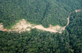 Ombudsman Temukan Potensi Maladministrasi dalam Perizinan Kawasan Hutan