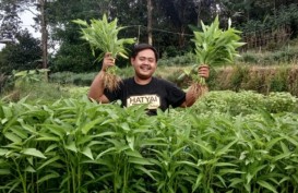 Remaja Purwakarta Buktikan Jika Bertani Sangat Menguntungkan 