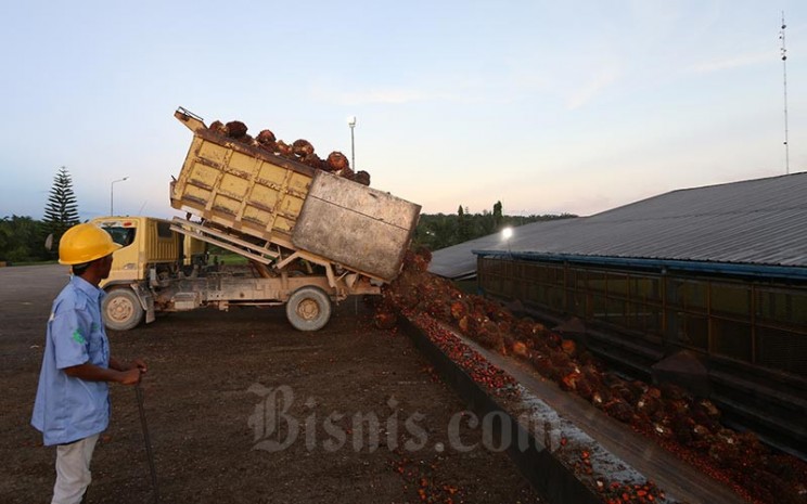 Petani membawa kelapa sawit hasil panen harian di kawasan Pangkalan Bun, Kalimantan Tengah, Rabu (11/5). Bisnis - Nurul Hidayat