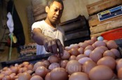 Harga Telur Hampir Rp30.000 per Kg, Mentan Sebut Masih Wajar