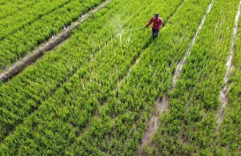 Dinas Pertanian Karawang Targetkan 1.000 Ha Sawah Bisa Empat Kali Tanam Selama 2022