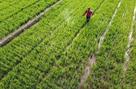 Dinas Pertanian Karawang Targetkan 1.000 Ha Sawah…