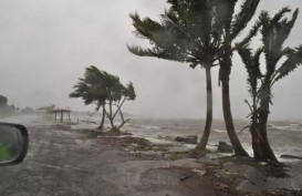 Tsunami Tonga, Kepanikan Menjalar ke Negara Kawasan Pasifik